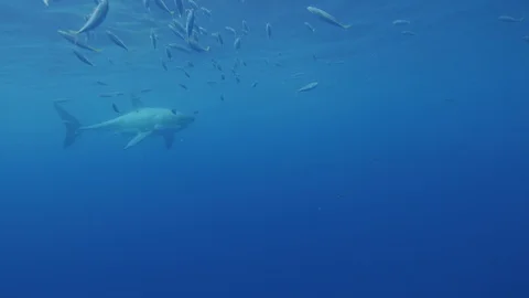 A great white shark swims at the surface Video stock 129626010