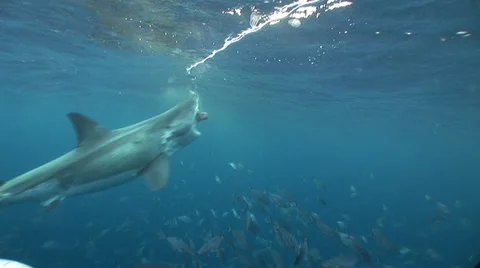Great White Shark Taking Bait Close Encounter - Great Action shot! HDV #63-48 Stock Footage
