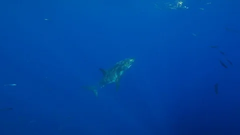Great white shark tracking a bait under blue ocean near surface Stock Footage 115867353