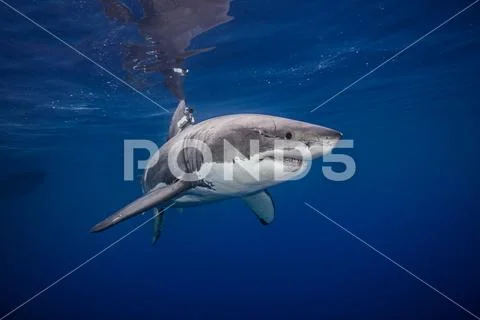 Great white shark, underwater view, Guadalupe Island, Mexico Stock Photos
