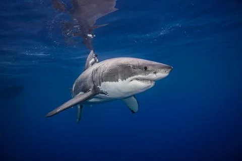 Great white shark, underwater view, Guadalupe Island, Mexico Stock Photos