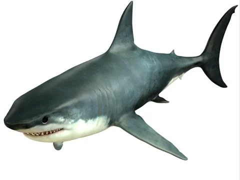 Great white shark upper Stock Illustration