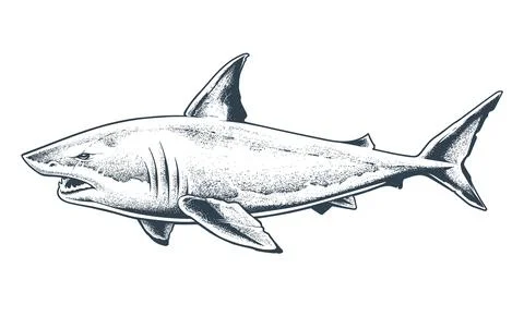 Great White Shark Vector Isolated Stock Illustration