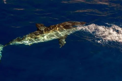 Great White shark while coming to you on deep blue ocean background Stock Photos