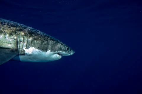 Great White shark while coming to you on deep blue ocean background Stock Photos