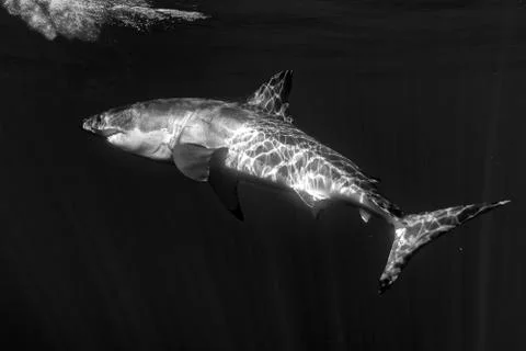 Great White shark while coming to you on deep blue ocean background in black  Stock Photos