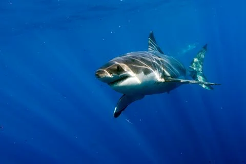 Great White shark while coming to you on deep blue ocean background Stock Photos