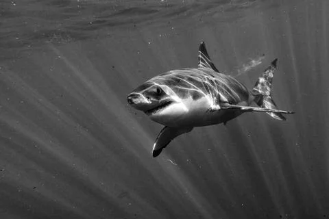 Great White shark while coming to you on deep blue ocean background in black  Stock Photos