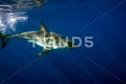 Great White shark while coming to attack you on deep blue ocean background Stock Photos