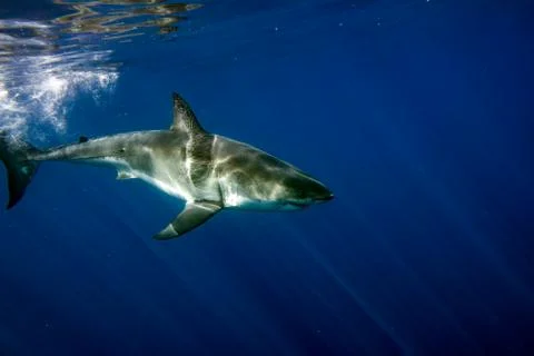 Great White shark while coming to attack you on deep blue ocean background Stock Photos