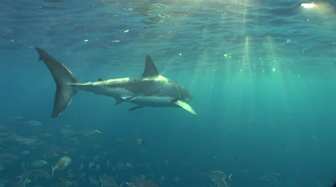Great White Sharks Cage Diving South Australia Close Encounter Vidéo 39348920