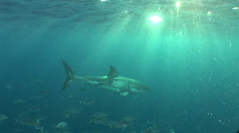 Great White Sharks Cage Diving South Australia Close Encounter HDV #63-46 Stockbeeldmateriaal 39350983