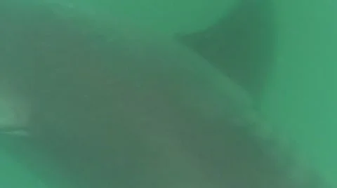 Great White Sharks Eat Southern Right Whale Stock Footage