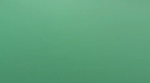 Great White Sharks Eat Southern Right Whale Stock Footage