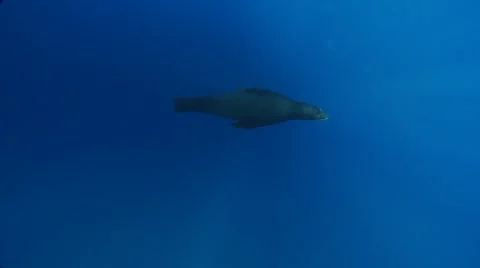 GREAT WHITE SHARKS - STALKING & HUNTING SEALS Stock Footage