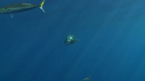 GREAT WHITE SHARKS - STALKING &amp; HUNTING SEALS 動画素材 5892653