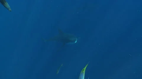 GREAT WHITE SHARKS - STALKING & HUNTING SEALS Stock Footage