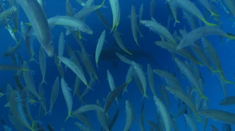 GREAT WHITE SHARKS - STALKING & HUNTING SEALS Stock Footage