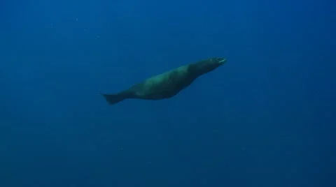 GREAT WHITE SHARKS - STALKING & HUNTING SEALS Stock Footage