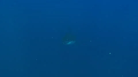 GREAT WHITE SHARKS - STALKING & HUNTING SEALS Stock Footage