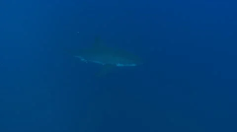 GREAT WHITE SHARKS - STALKING & HUNTING SEALS Stock Footage
