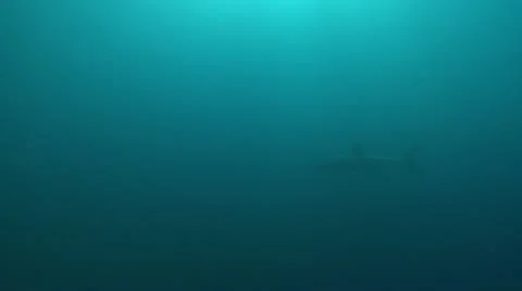 GREAT WHITE SHARKS - STALKING & HUNTING SEALS Stock Footage
