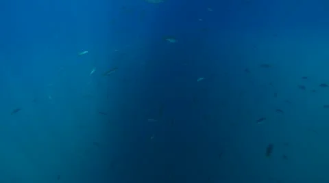 GREAT WHITE SHARKS - STALKING &amp; HUNTING SEALS Video stock 10840407