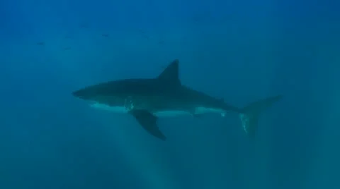 GREAT WHITE SHARKS - STALKING & HUNTING SEALS Stock Footage