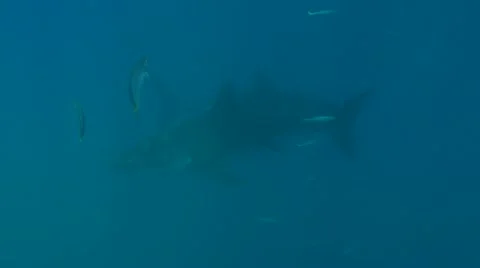 GREAT WHITE SHARKS - STALKING & HUNTING SEALS Stock Footage
