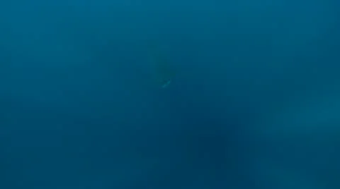 GREAT WHITE SHARKS - STALKING & HUNTING SEALS Stock Footage