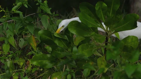 Great white-winged heron Stock Footage 232760435