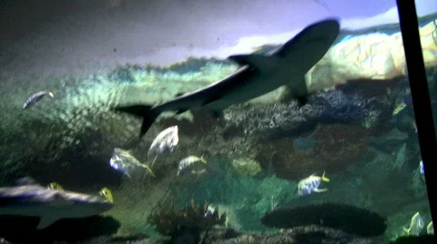 Great Whites Stock Footage 290674