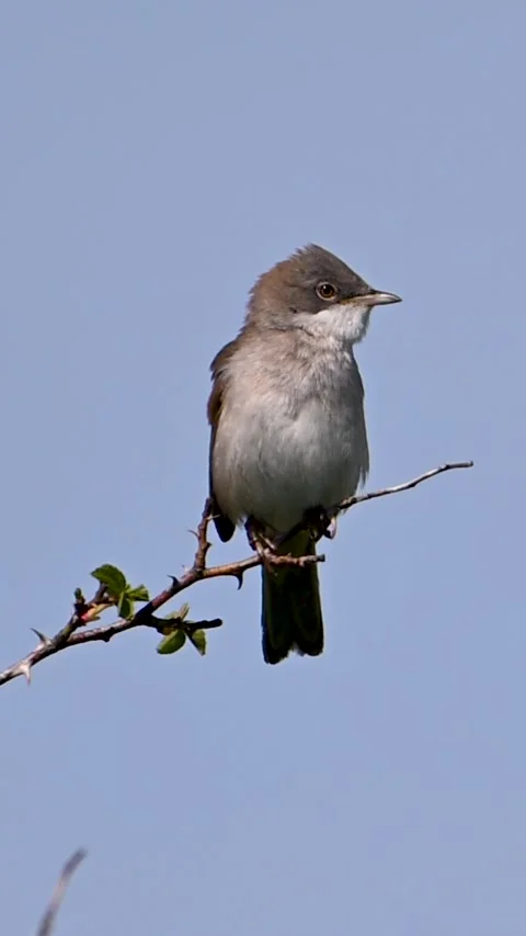 Great Whitethroat bird Stock Footage 333973711