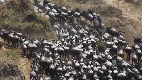 Great wildebeest migration crossing mara river in east africa kenya Stock Footage 101053157