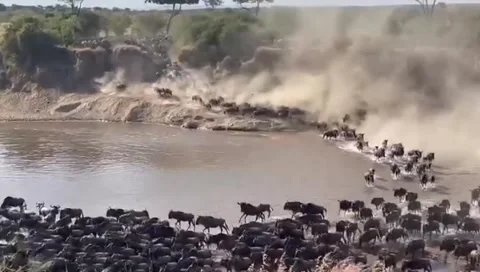 The great wildebeest migration Stock Footage 321293188