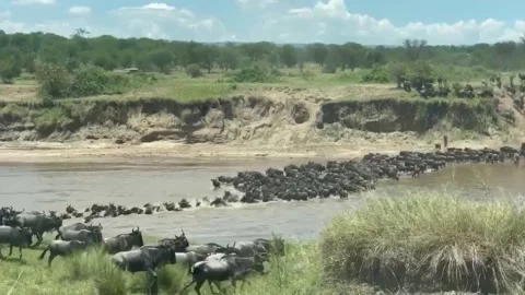 The great wildebeest migration Stock Footage 321293269