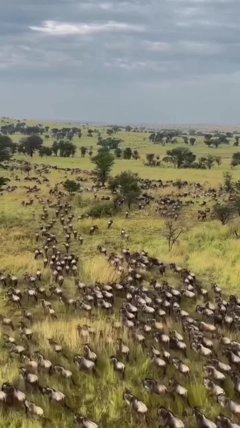 The great wildebeest migration Stock Footage 321293324