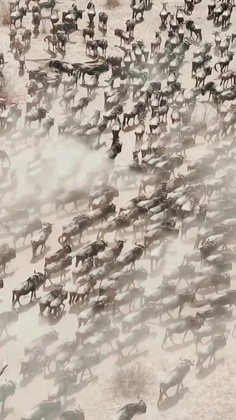 The great wildebeest migration Stock Footage 324901664