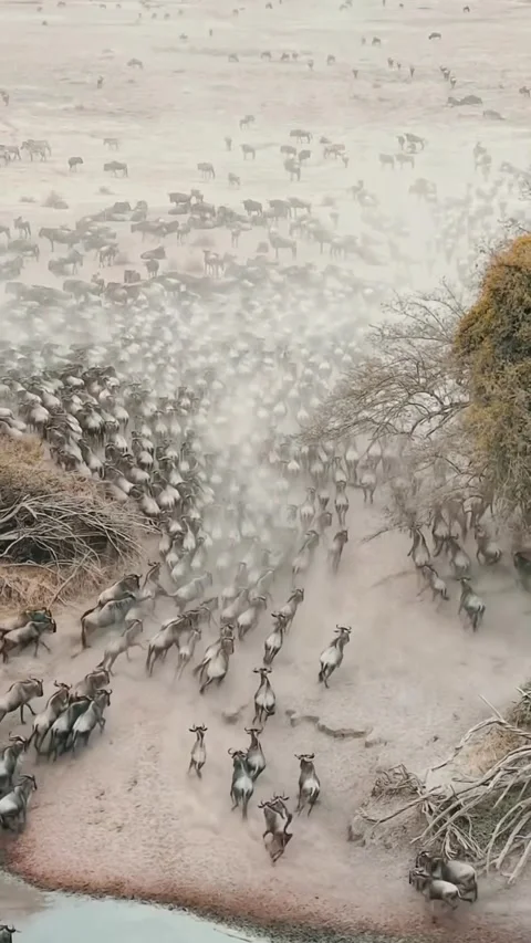 The great wildebeest migration Video stock 324901736