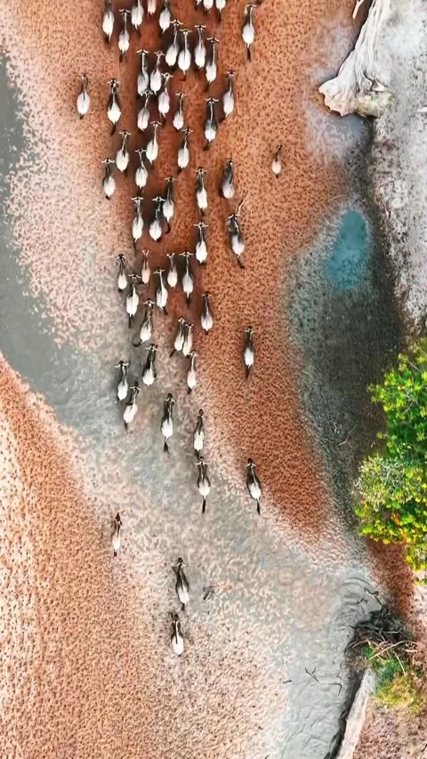 The great wildebeest migration Stock Footage 324901799