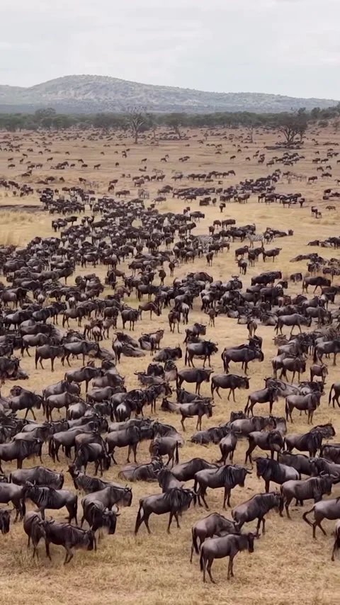 The great wildebeest migration Stock Footage 324901831