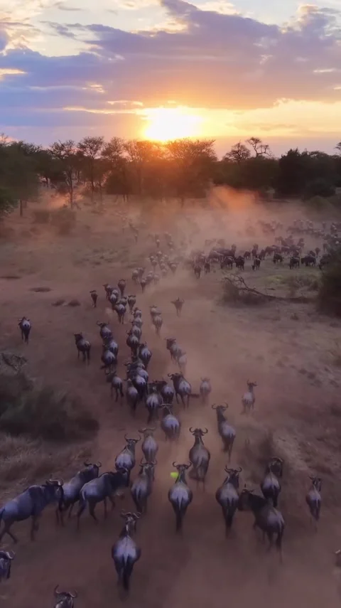 The great wildebeest migration Stock Footage 324901866