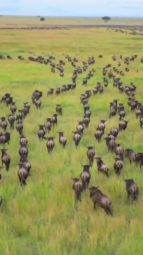 The great wildebeest migration Stock Footage 324901878
