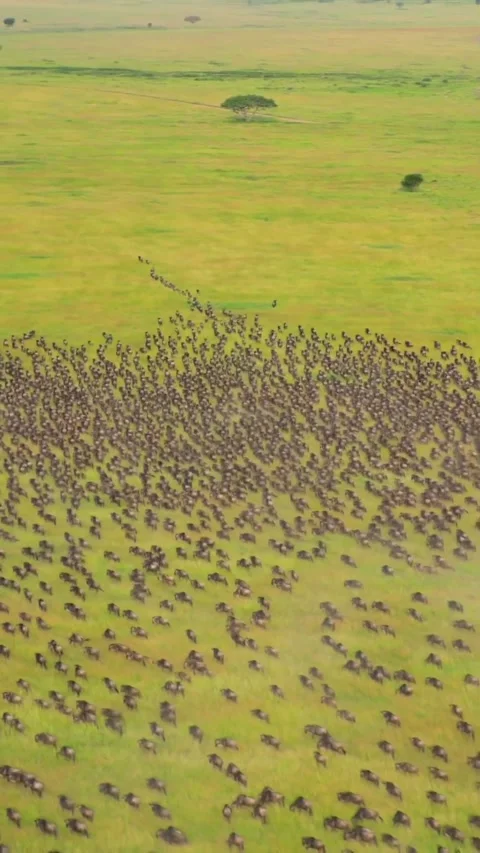 The great wildebeest migration Stock Footage 324901911