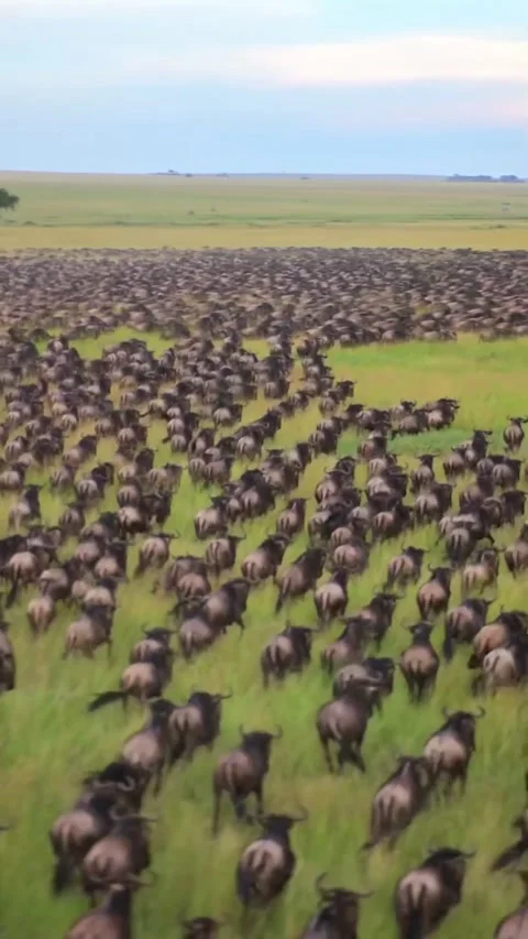 The great wildebeest migration Stock Footage 324901933