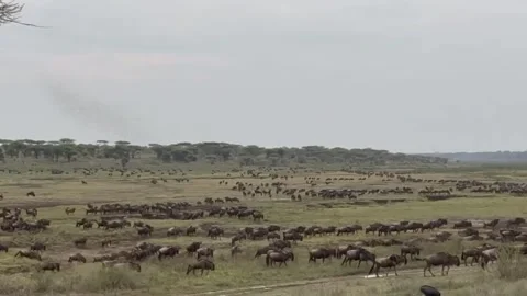 The great wildebeest migration Vidéo 330121371