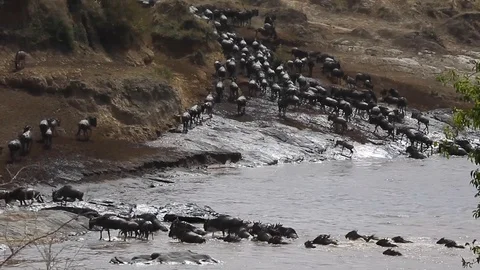 Great wildebeest migration herd crossing river in maasai mara kenya Stock Footage 101053243