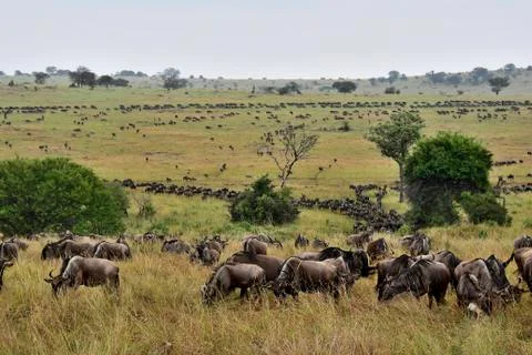 The great wildebeest migration Stock-Fotos