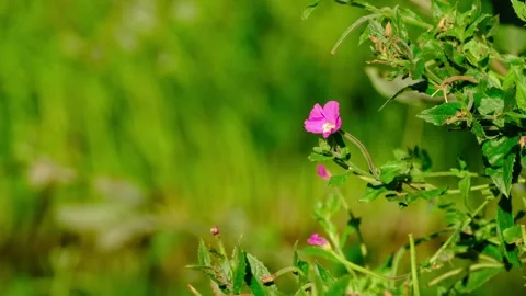 Great willowherb flower Stock Footage 315246588