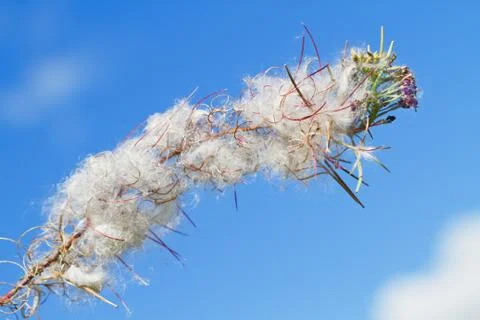Great willowherb Stock Photos